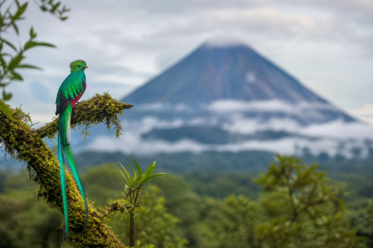 Resplendent Quetzal Perched Near Arenal Volcano in Costa Rica