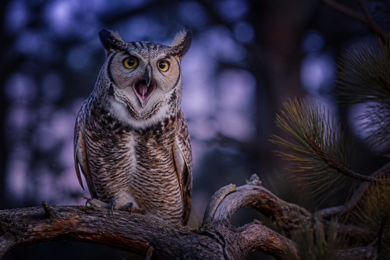 Great Horned Owl Hooting on a Pine Branch at Twilight