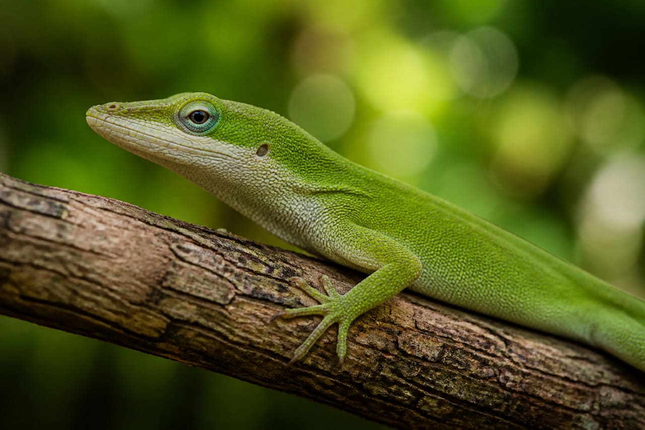 Green Anole Lizard Perched on a Tree Branch