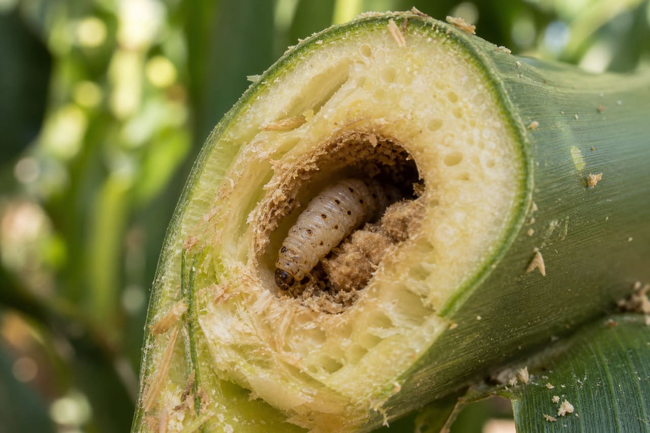 Corn Borer Larva Boring Into a Green Maize Stalk