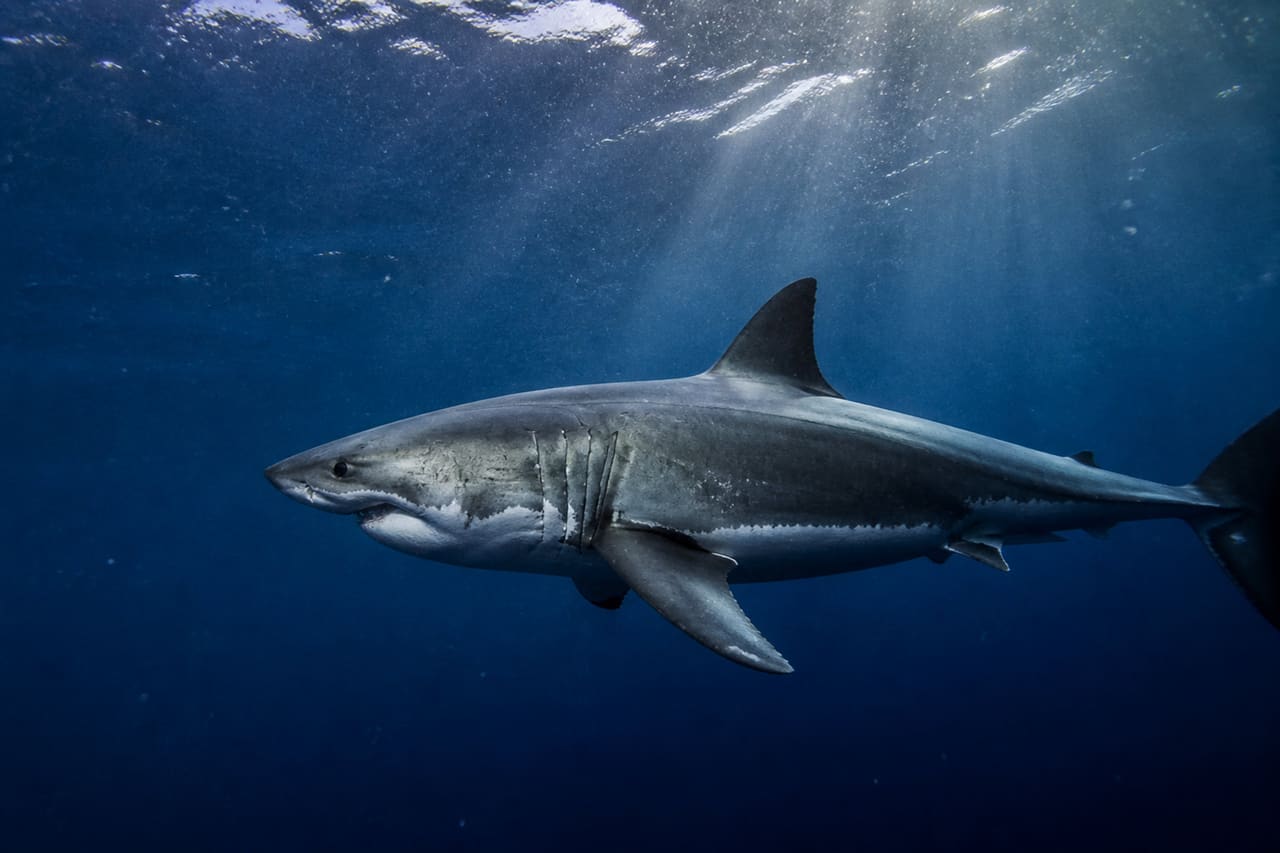Great White Shark Swimming in Deep Blue Ocean