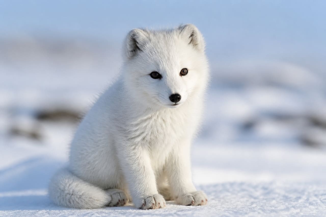 Baby White Arctic Fox Sitting in Snowy Tundra