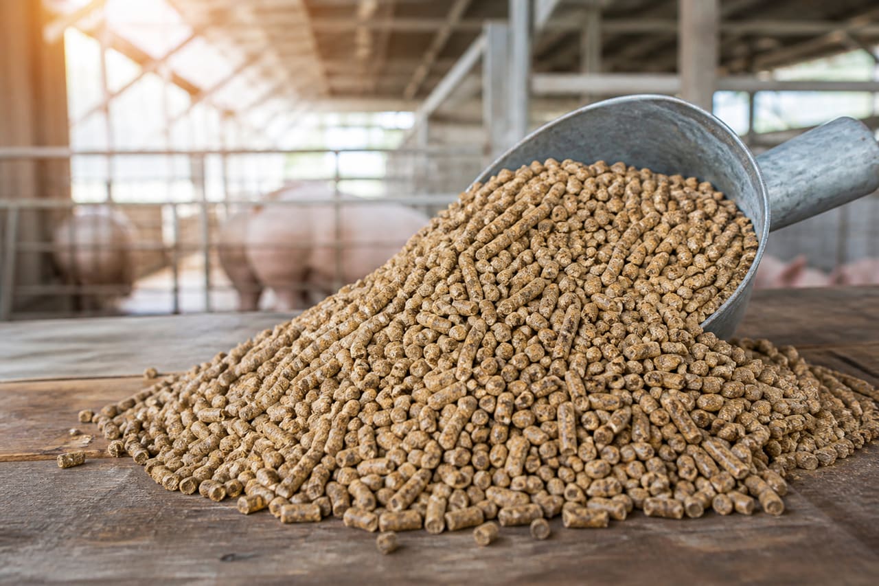 High Protein More Body Pig Feed Pellets in a Barn