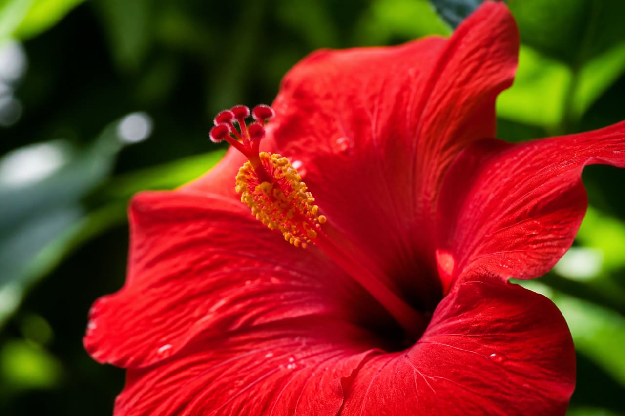Close Up of a Red Hibiscus Flower in a Tropical Garden