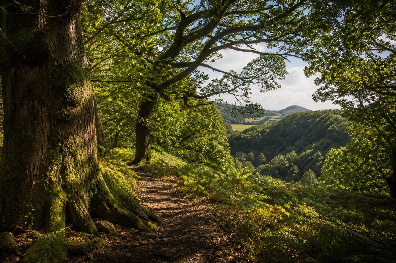 Scenic View of Wentwood Park Landscapes and Forest Trails