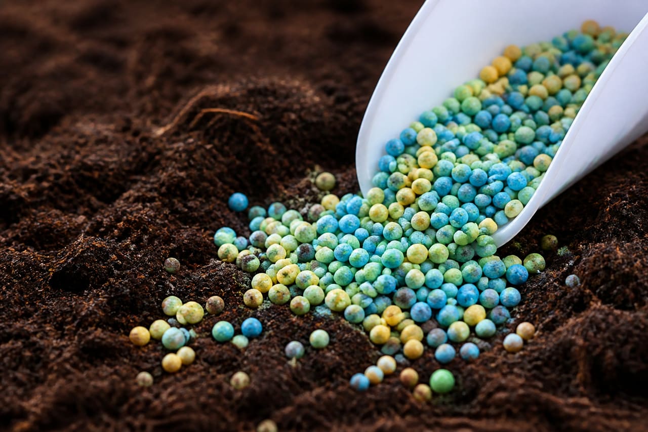 Slow Release Icl Fertilizers Granules on Dark Soil