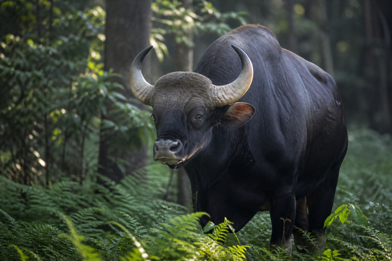 Massive Gaur Animal Standing in a Tropical Forest